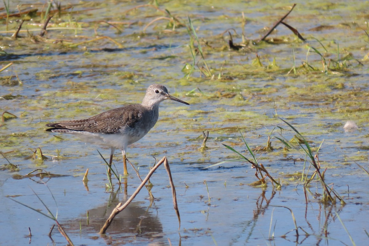 小黃腳鷸 - ML649245024