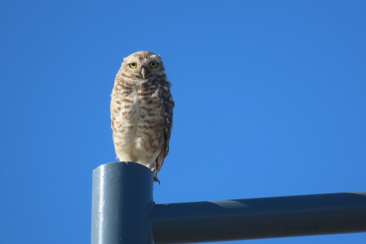 Burrowing Owl - ML649245036