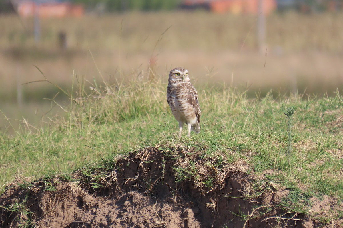 Burrowing Owl - ML649245037