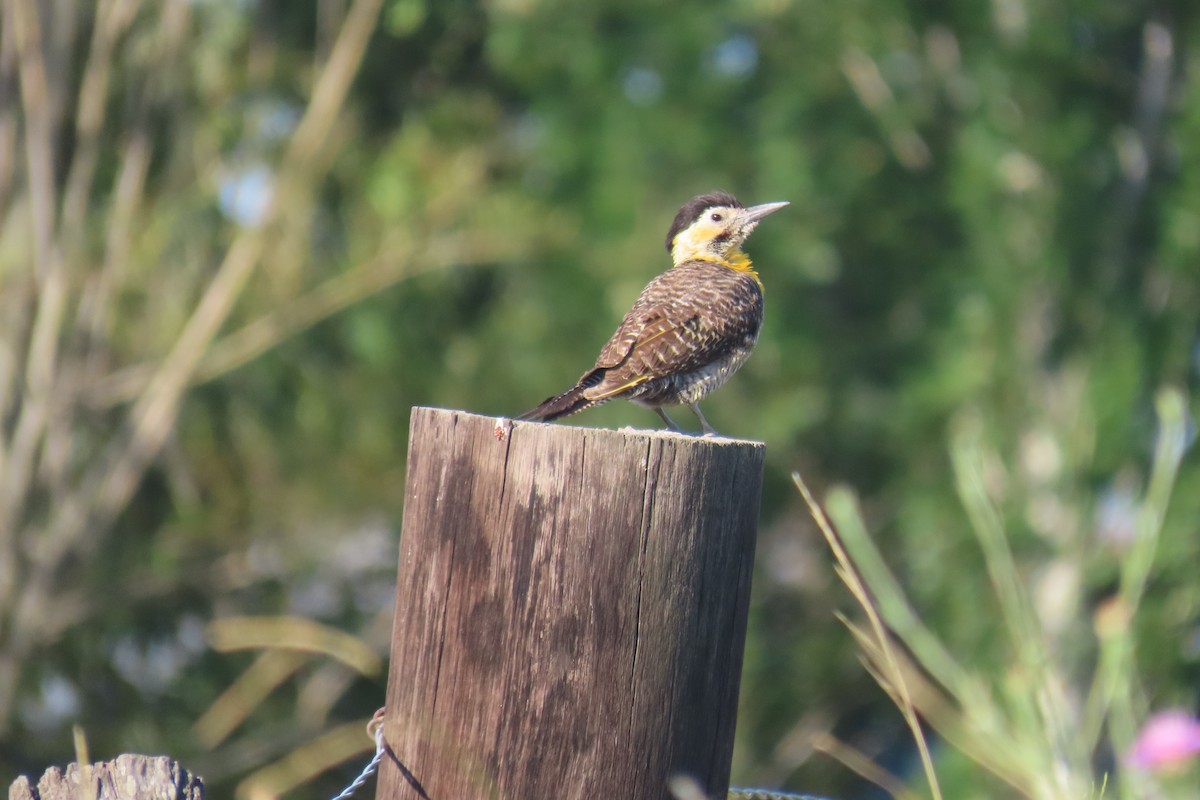 Campo Flicker - ML649245056