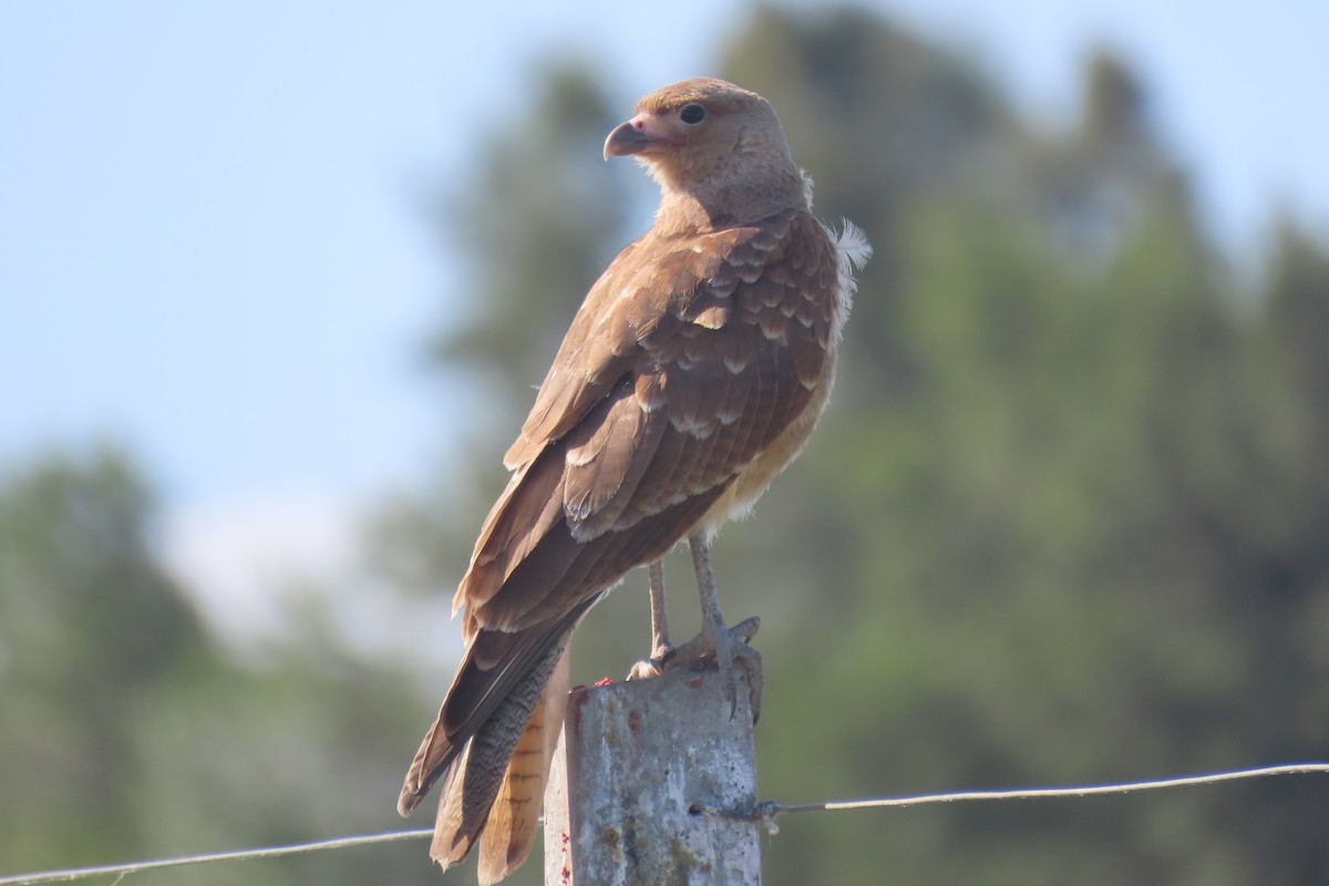 Chimango Caracara - ML649245068