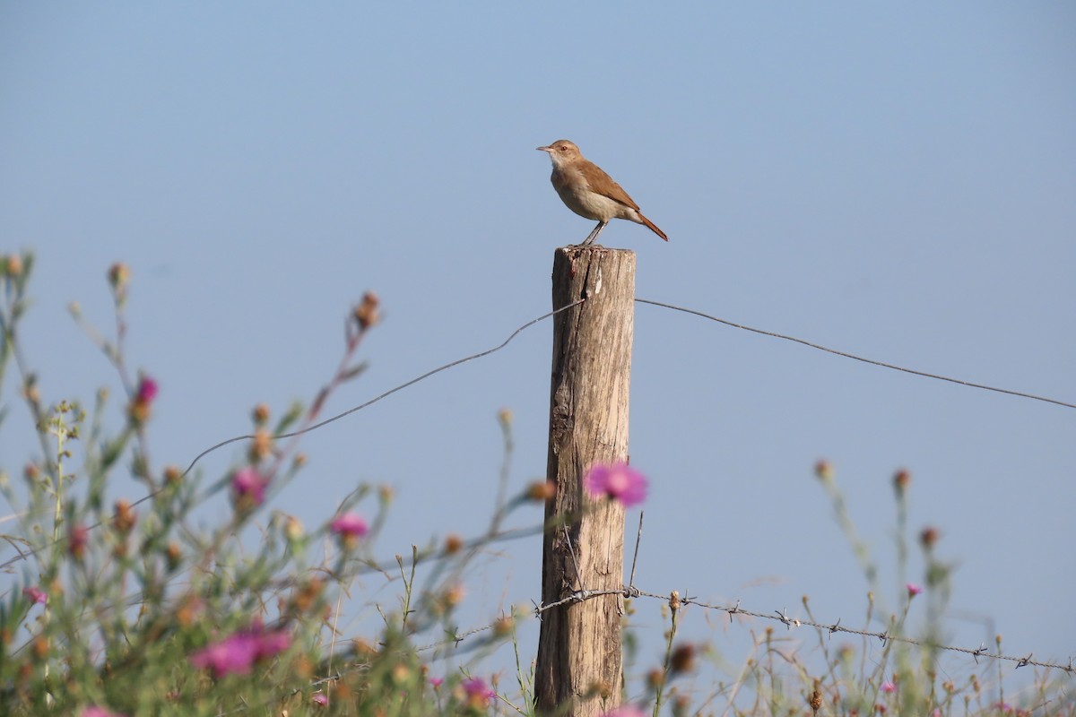 Rufous Hornero - ML649245128