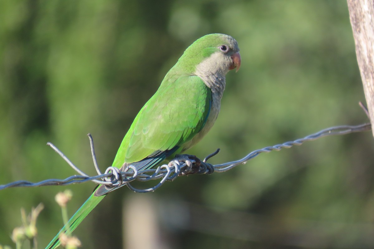 和尚鸚鵡 - ML649245135