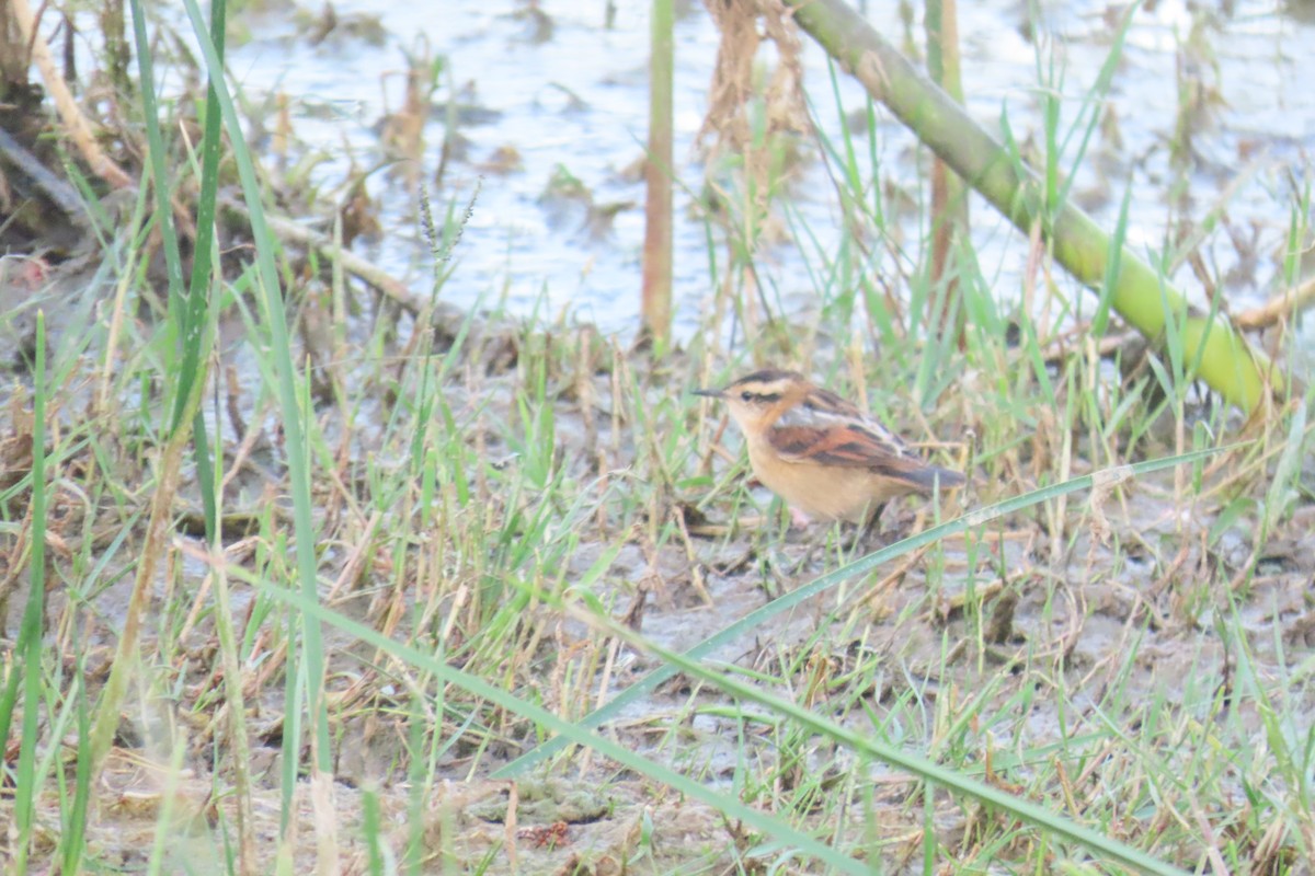 Wren-like Rushbird - ML649245147