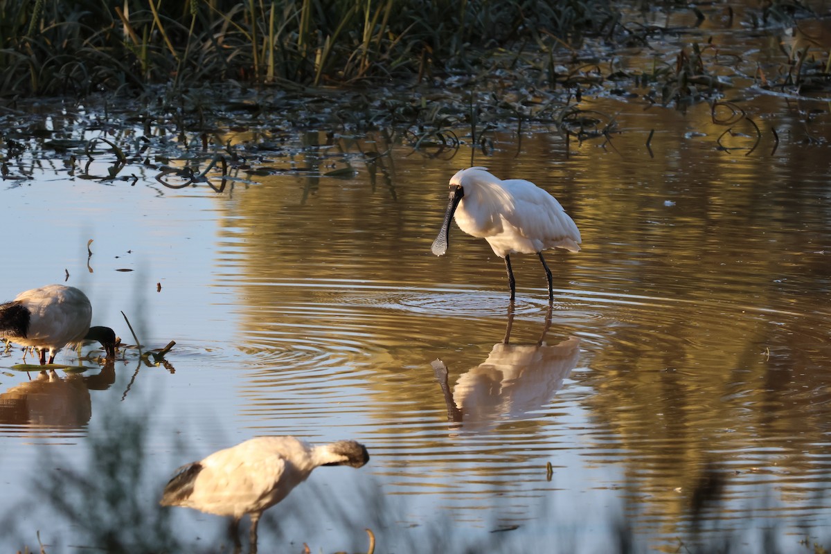 kolpík královský - ML649245159