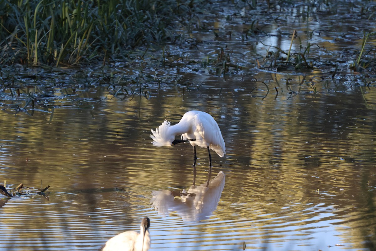 kolpík královský - ML649245160