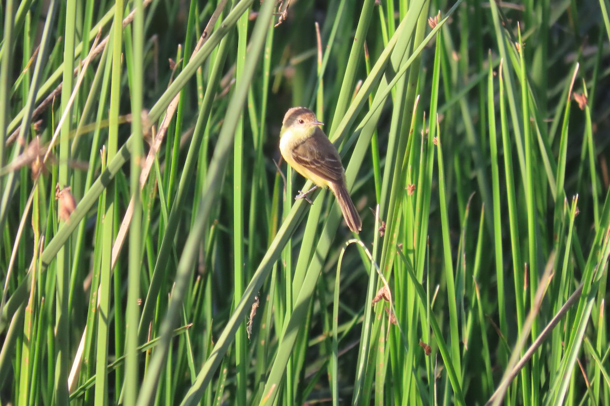 Warbling Doradito - ML649245165