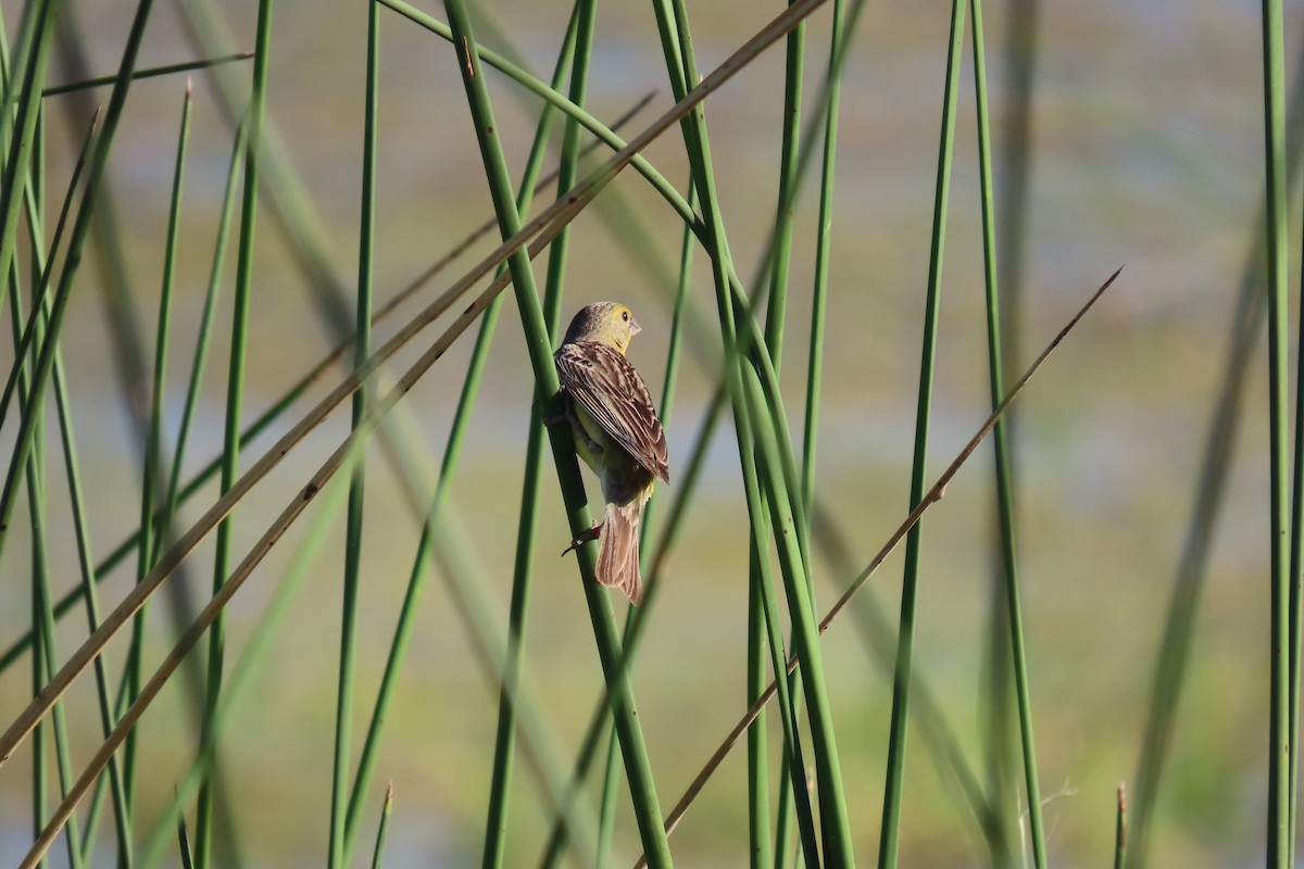 Grassland Yellow-Finch - ML649245198