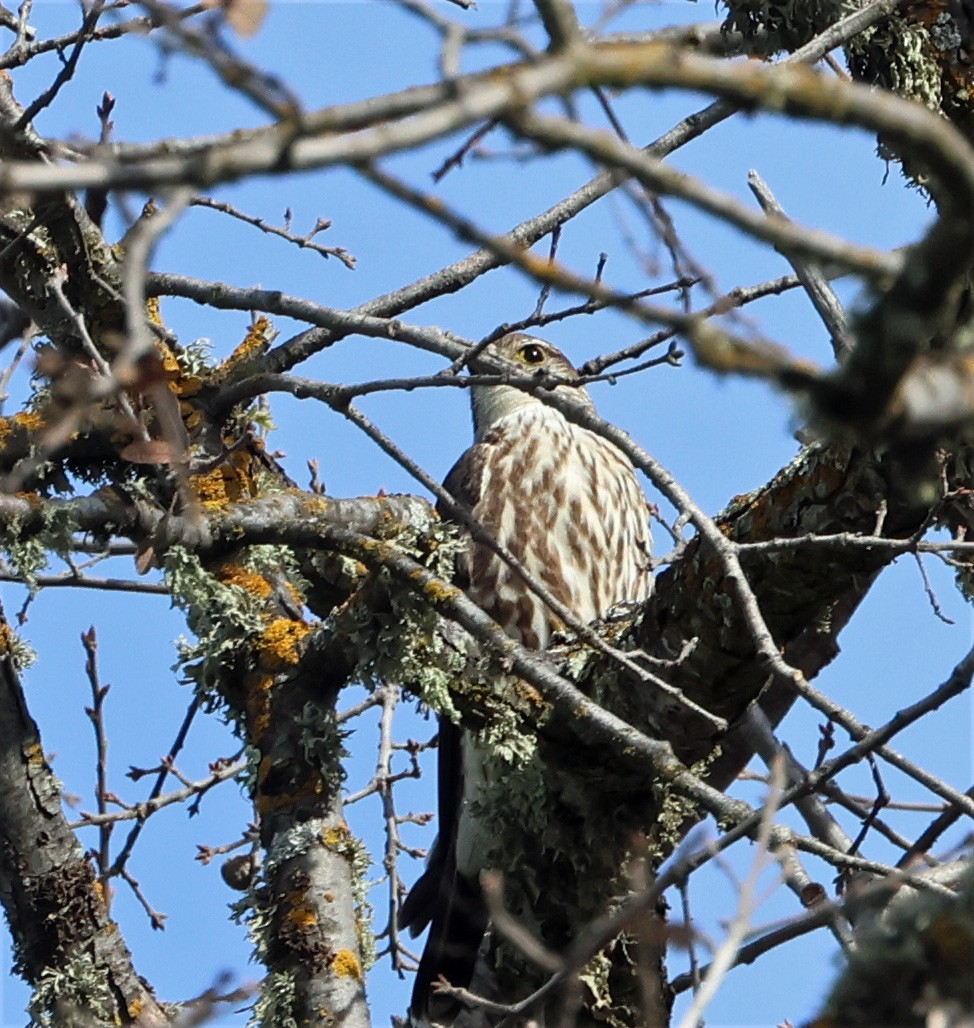 Merlin - ML649245270