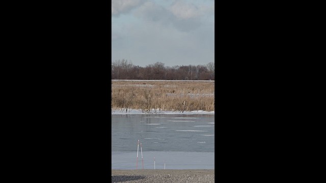 アメリカハイイロチュウヒ - ML649245482