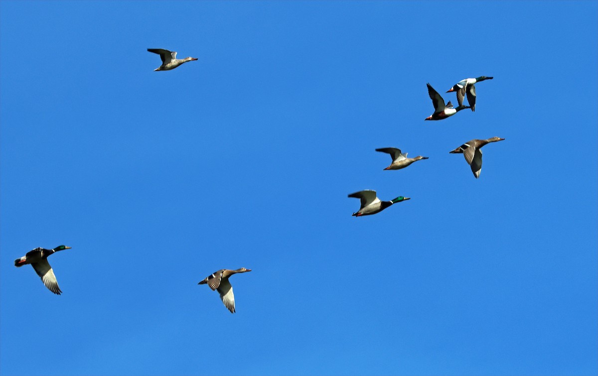 Northern Shoveler - ML649245726