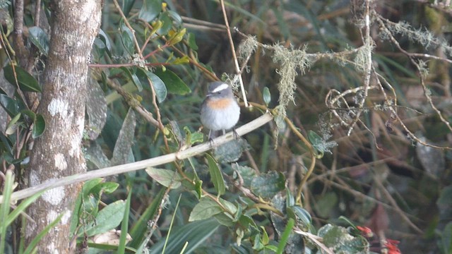 Rufous-breasted Chat-Tyrant - ML649245901