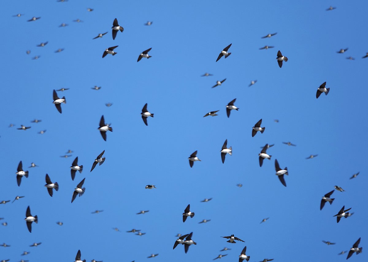 Tree Swallow - ML649245938