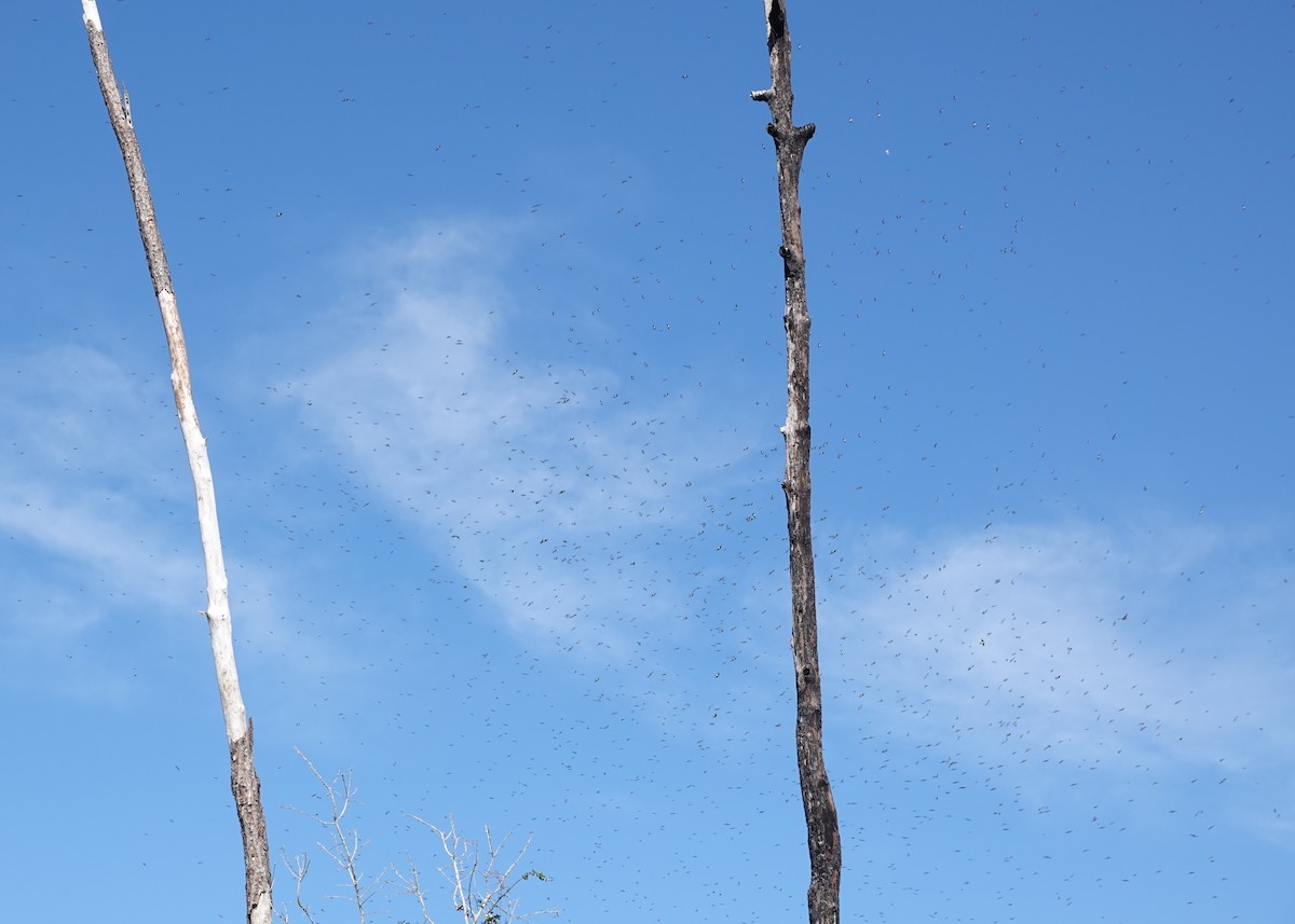 Tree Swallow - ML649245943