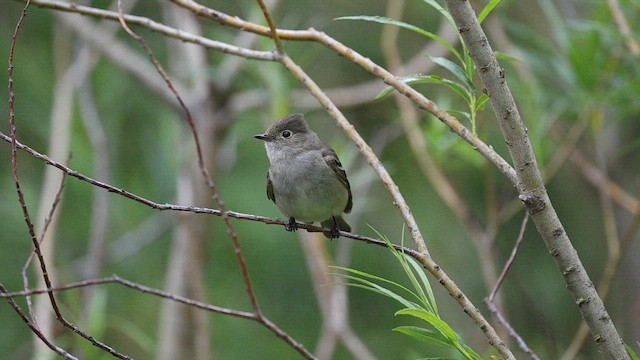White-crested Elaenia (Chilean) - ML649245956