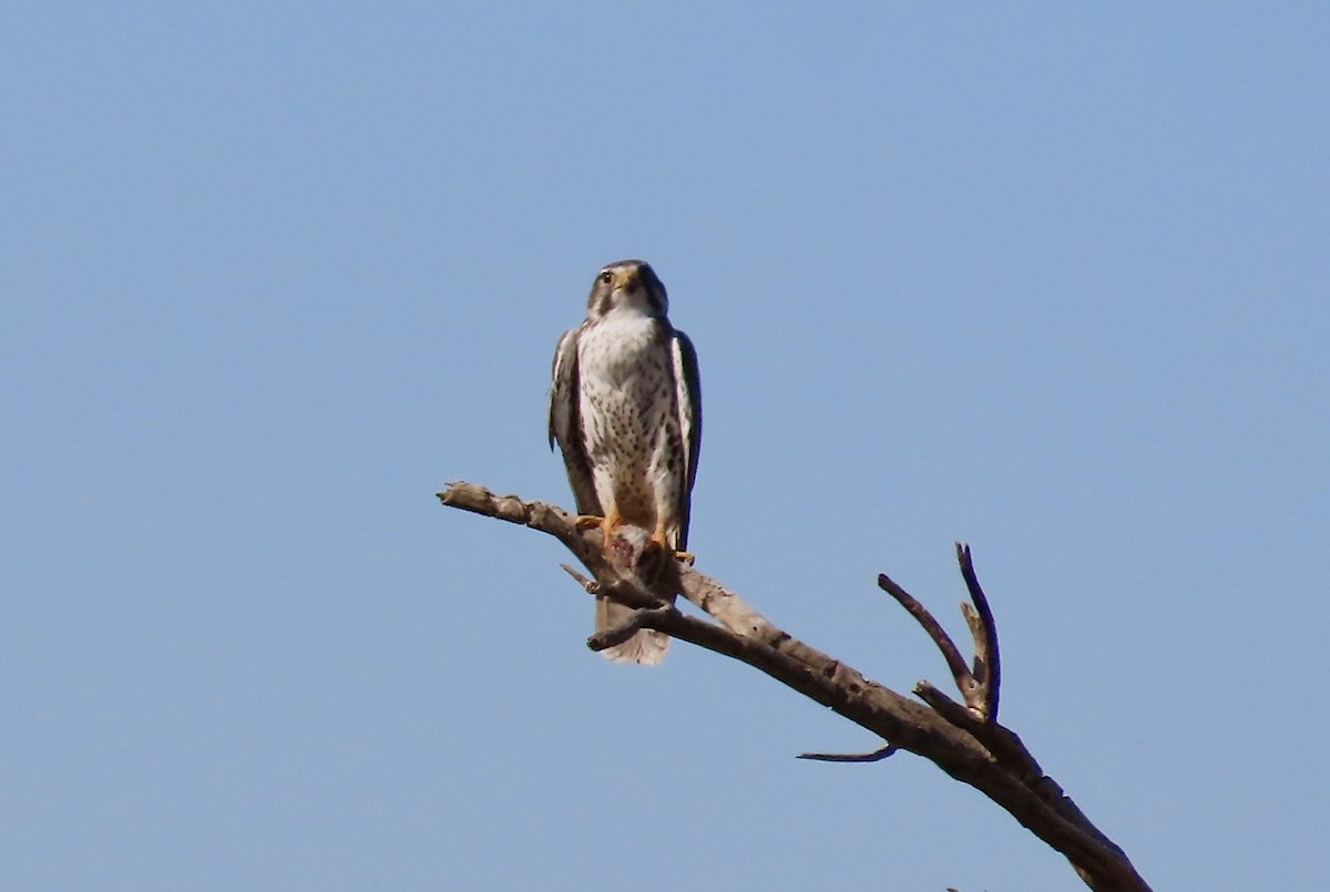 Prairie Falcon - ML649246235