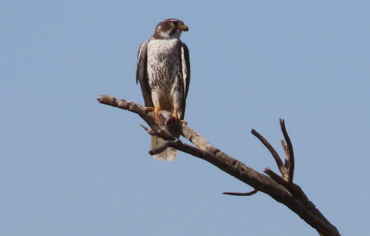 Prairie Falcon - ML649246236