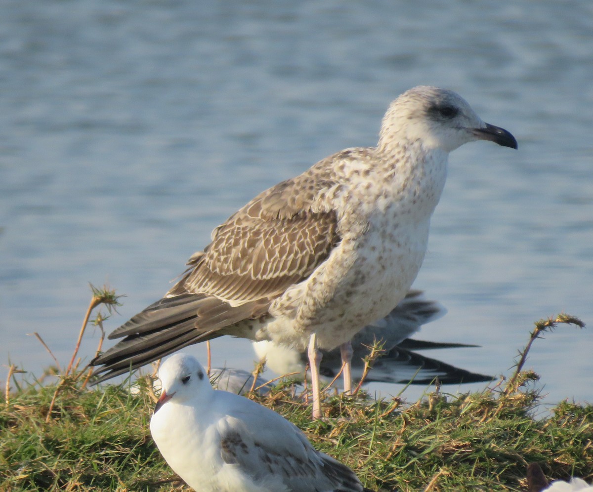 Lesser Black-backed Gull - Jim Peterson