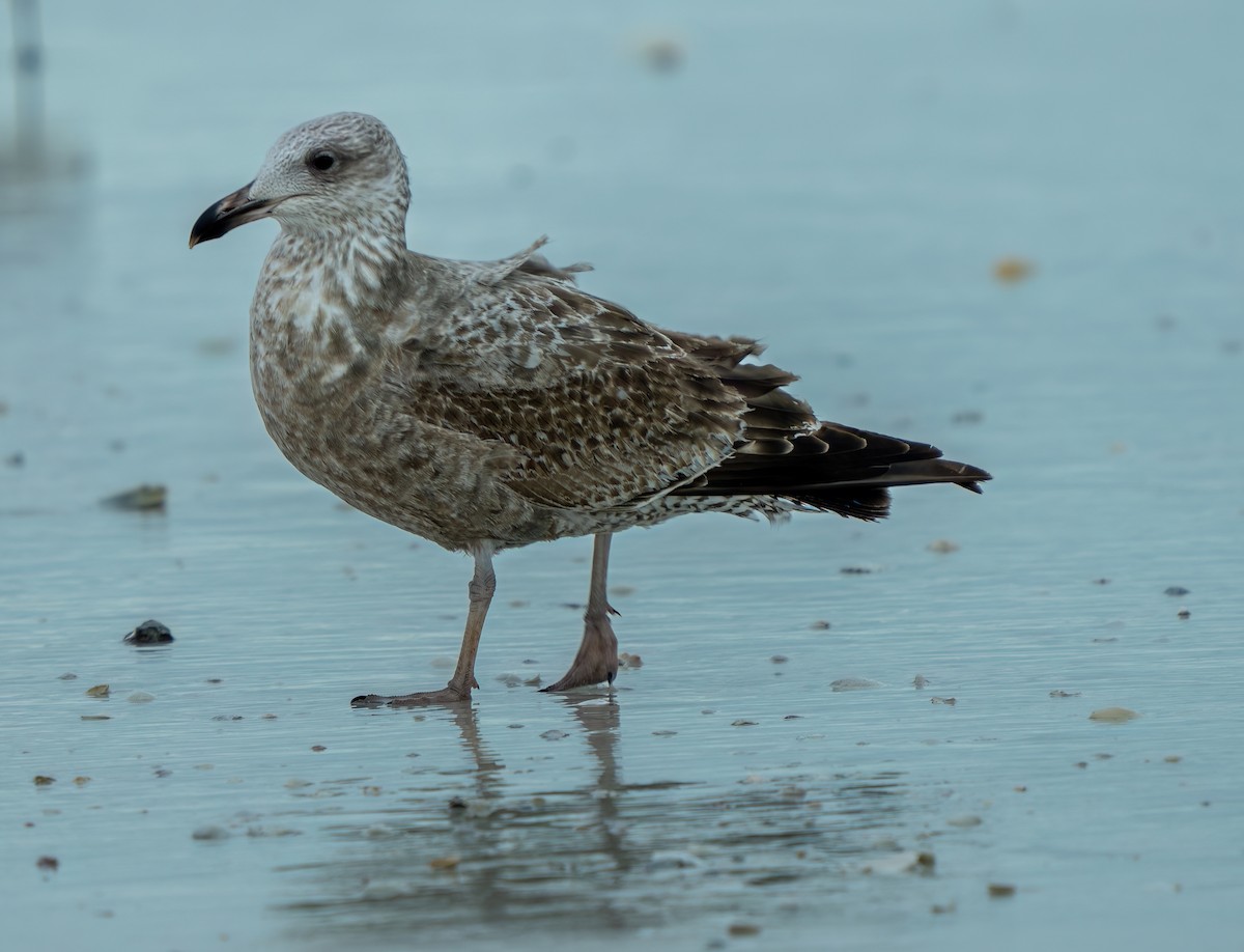 Lesser Black-backed Gull - ML649246615