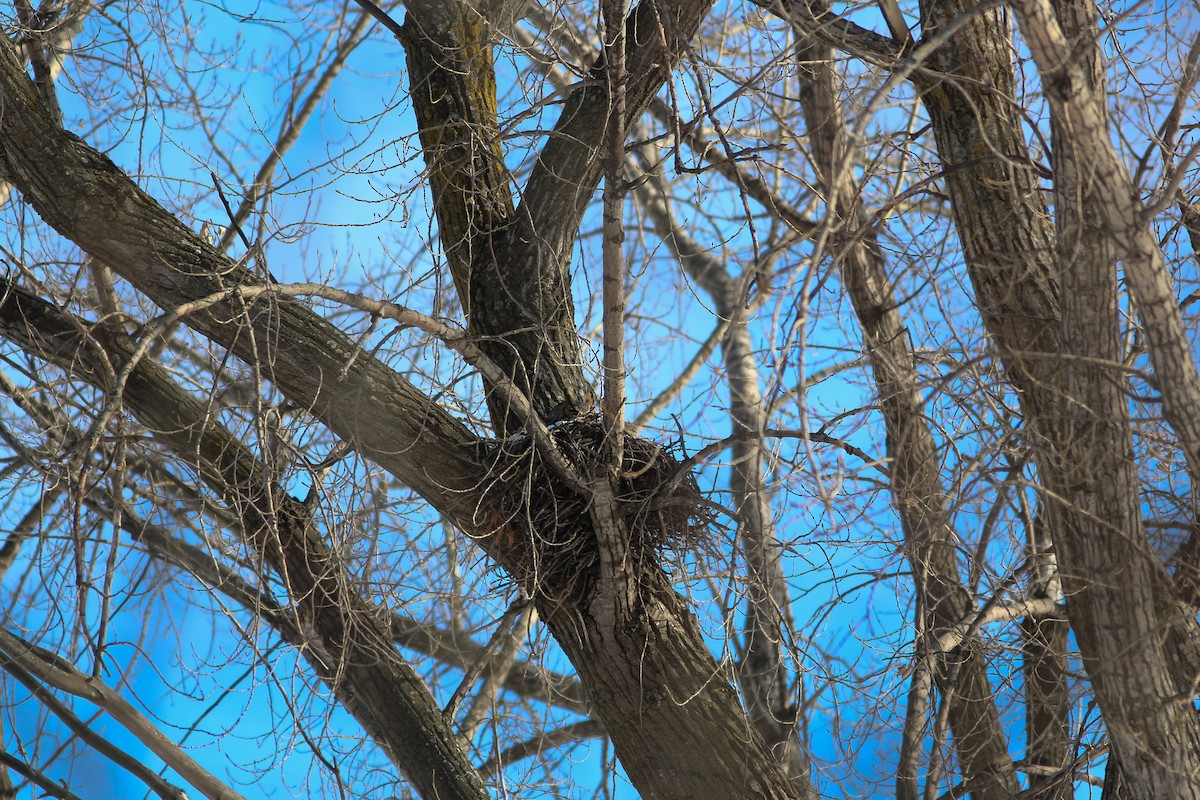 Hontz virginiarra - ML649246820