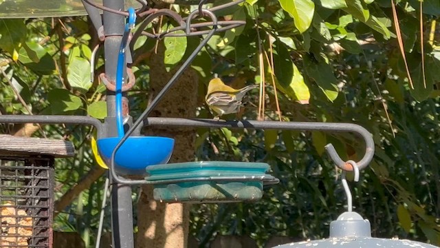 Kiefernwaldsänger - ML649246825