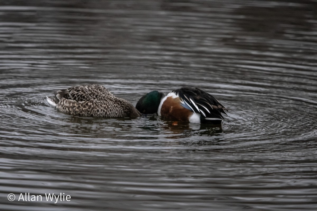 Широконіска північна - ML649246834