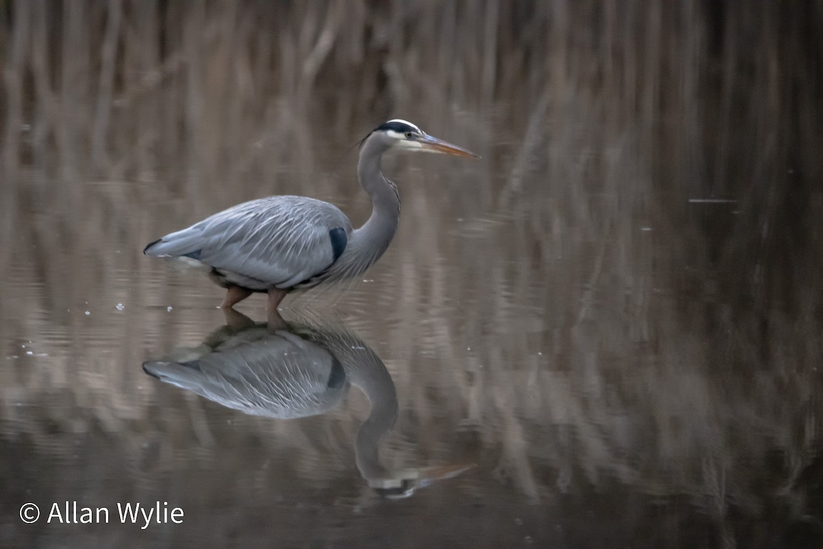 Чапля північна - ML649246849