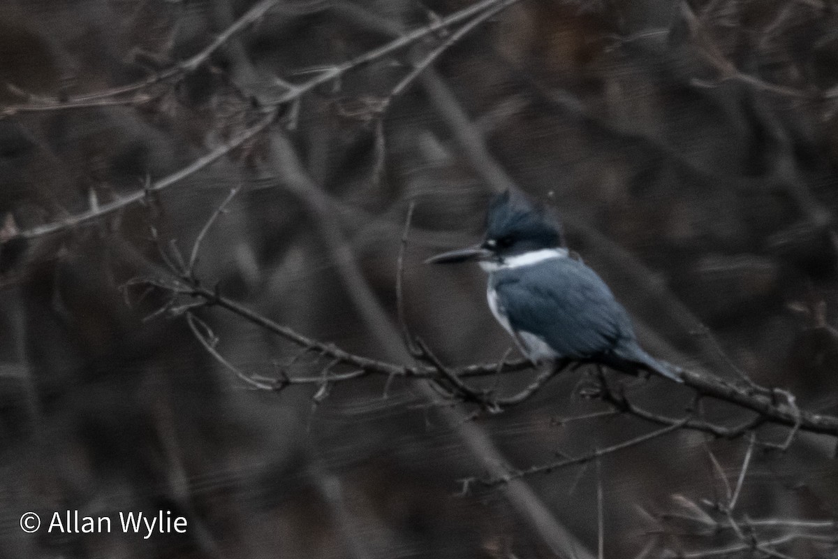 Рибалочка-чубань північний - ML649246860