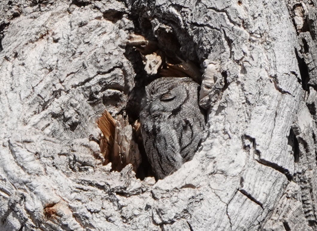 Westkreischeule - ML649247350