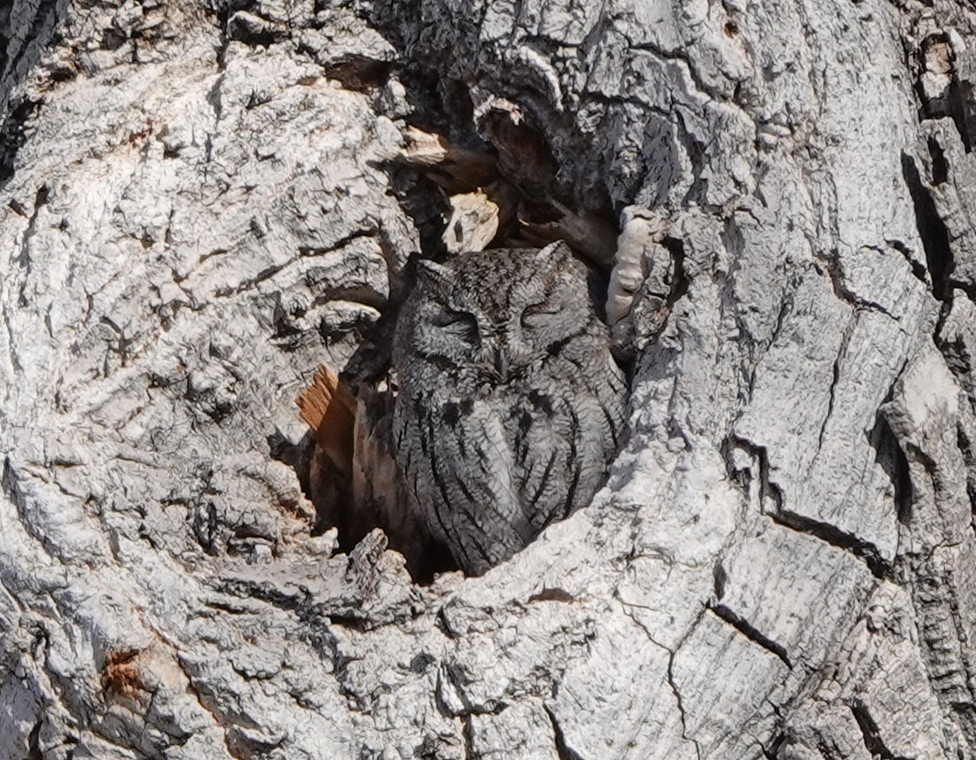 Westkreischeule - ML649247351