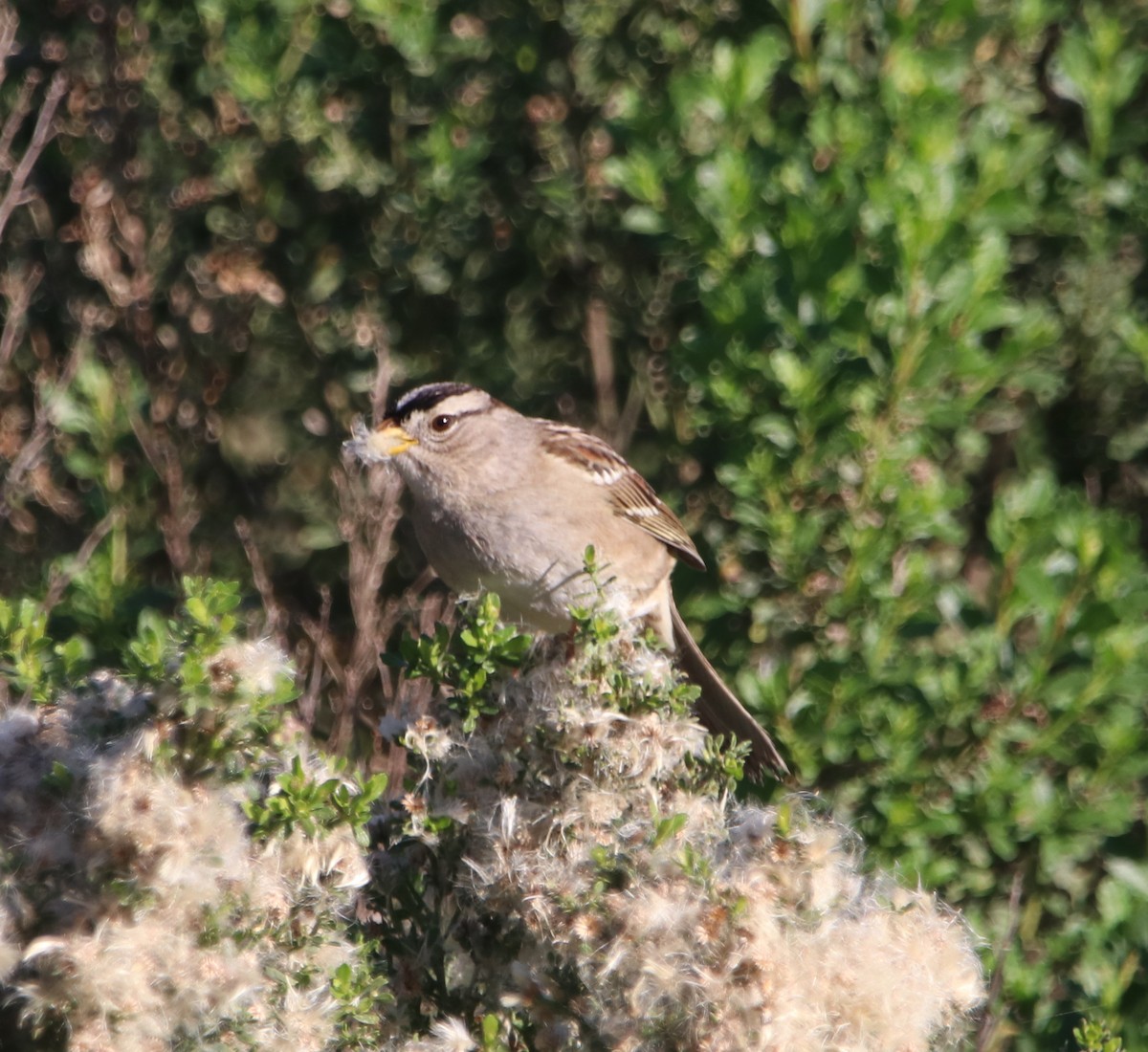 White-crowned Sparrow - ML649247358