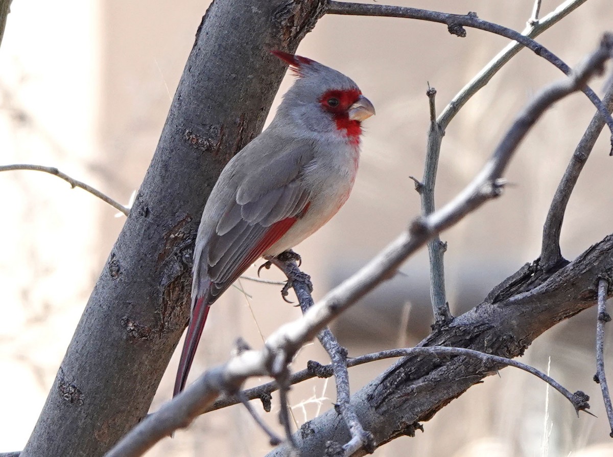 Schmalschnabelkardinal - ML649247366