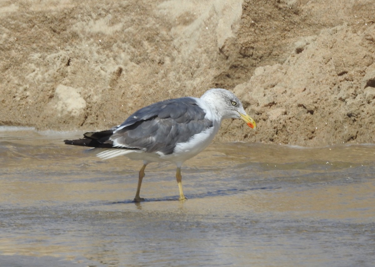 Lesser Black-backed Gull - Stephanie  Tickner