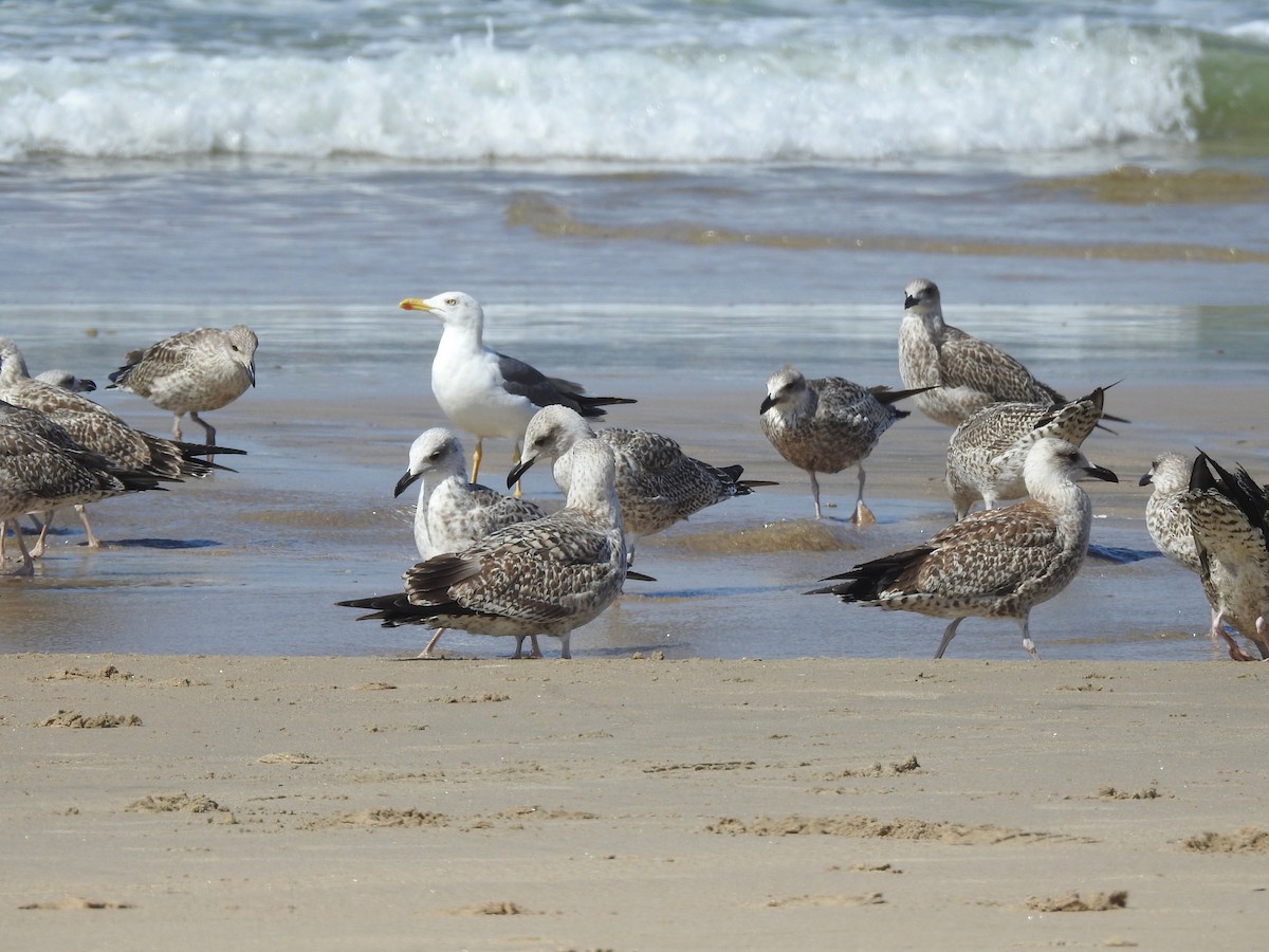 Lesser Black-backed Gull - ML649247369