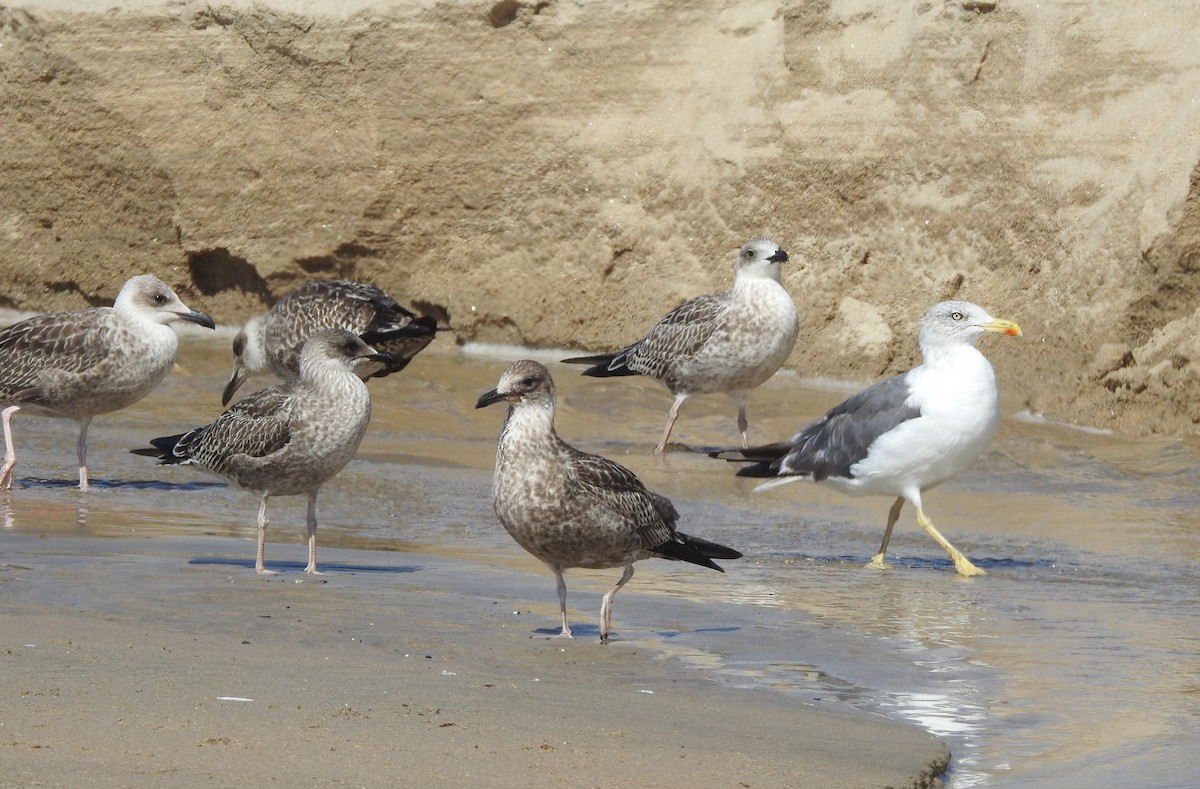 Lesser Black-backed Gull - ML649247371