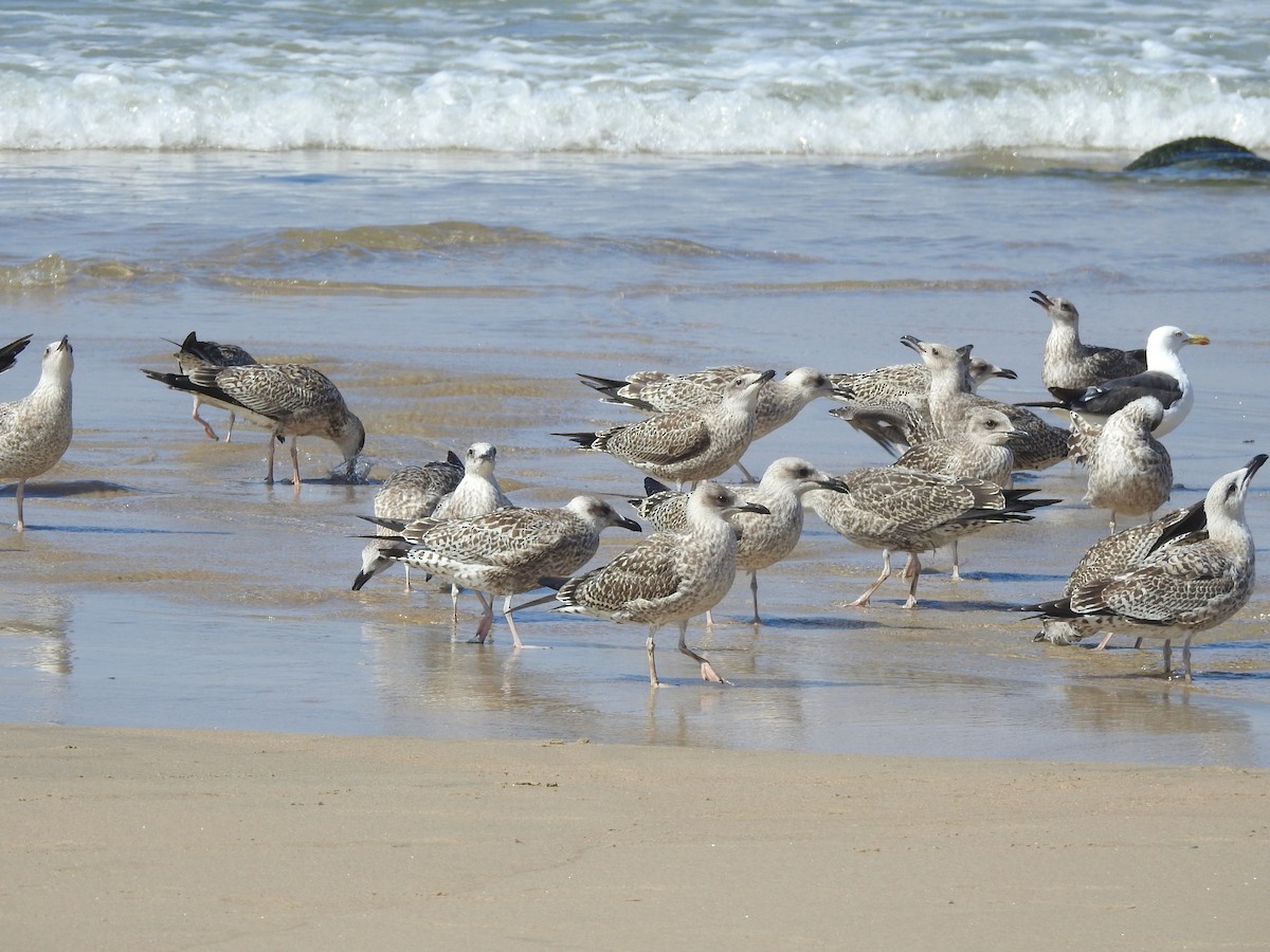 Lesser Black-backed Gull - ML649247372