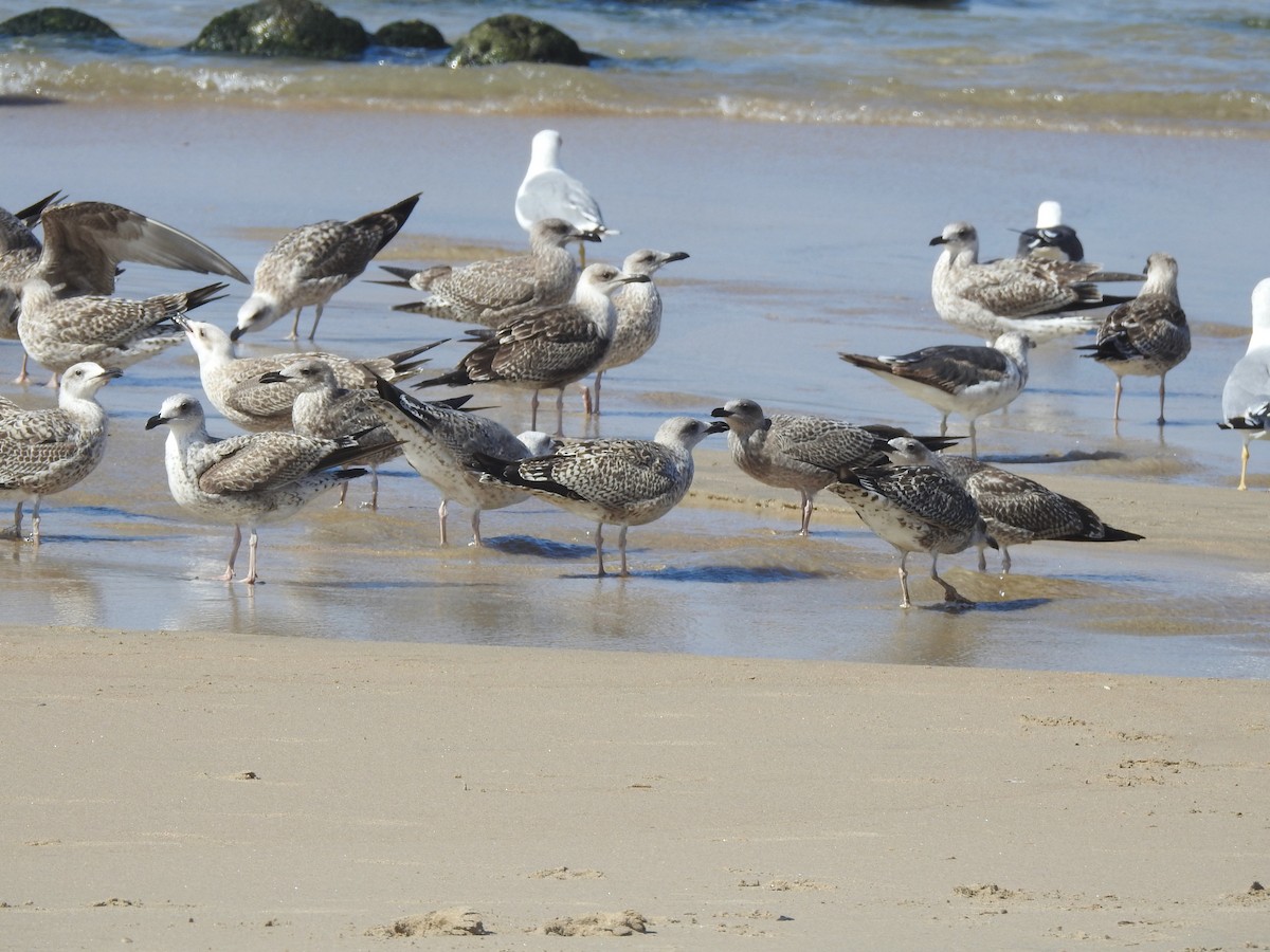 Lesser Black-backed Gull - ML649247373