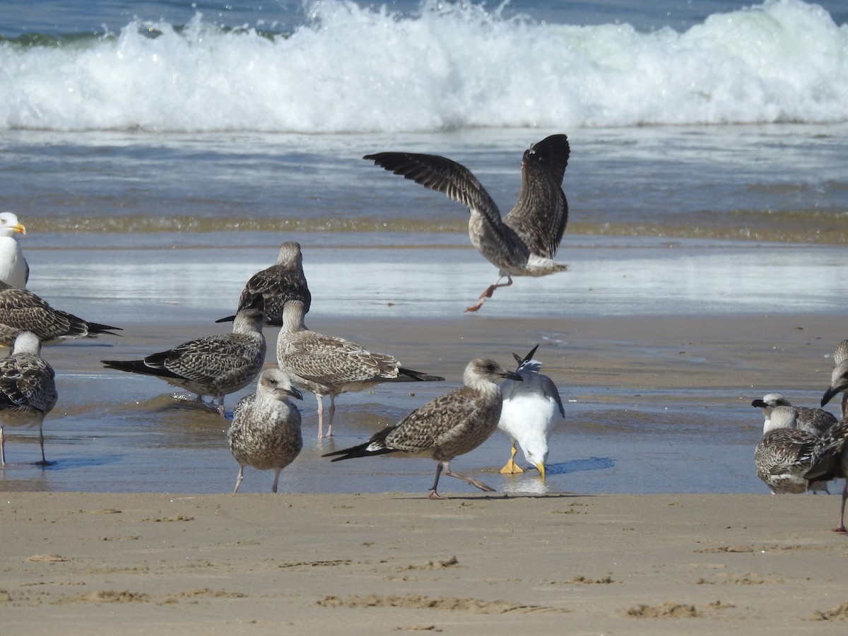 Lesser Black-backed Gull - ML649247374