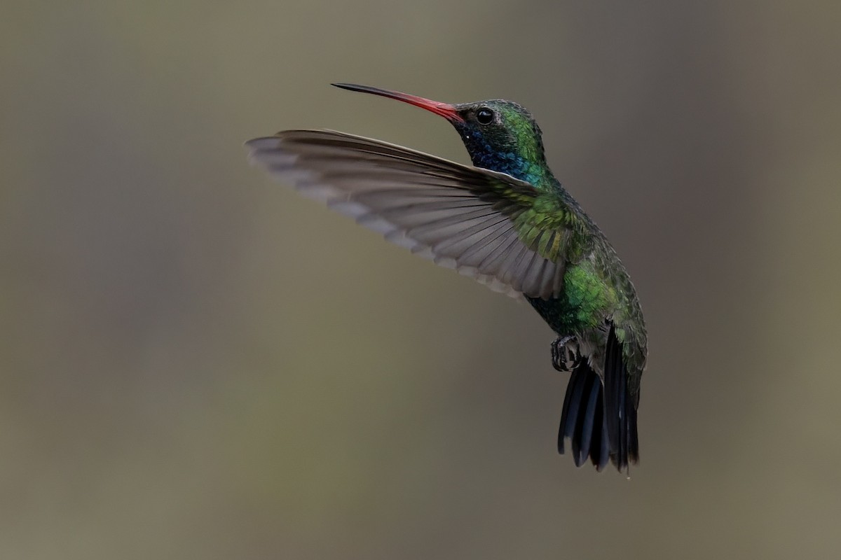 Geniş Gagalı Kolibri - ML649247376