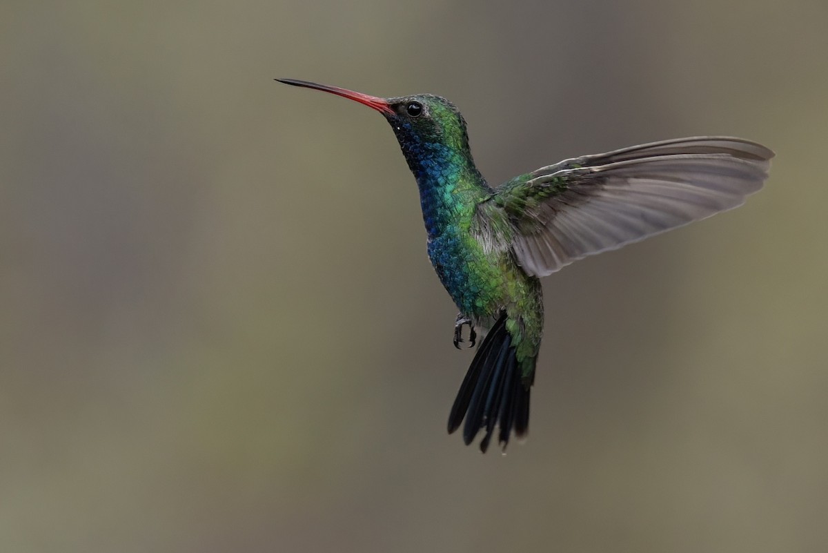 Geniş Gagalı Kolibri - ML649247377