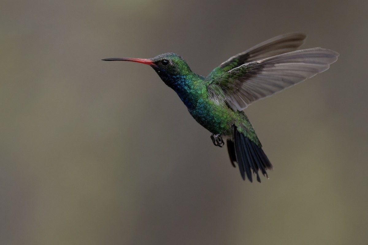 Geniş Gagalı Kolibri - ML649247378