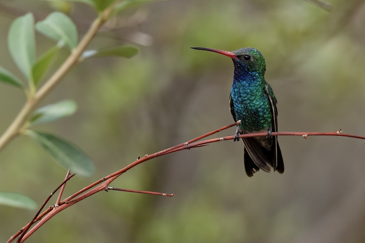 Geniş Gagalı Kolibri - ML649247379