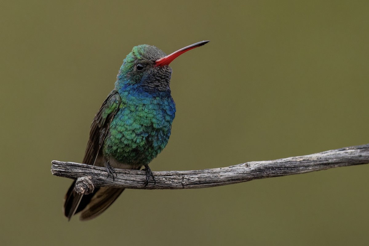 Geniş Gagalı Kolibri - ML649247381