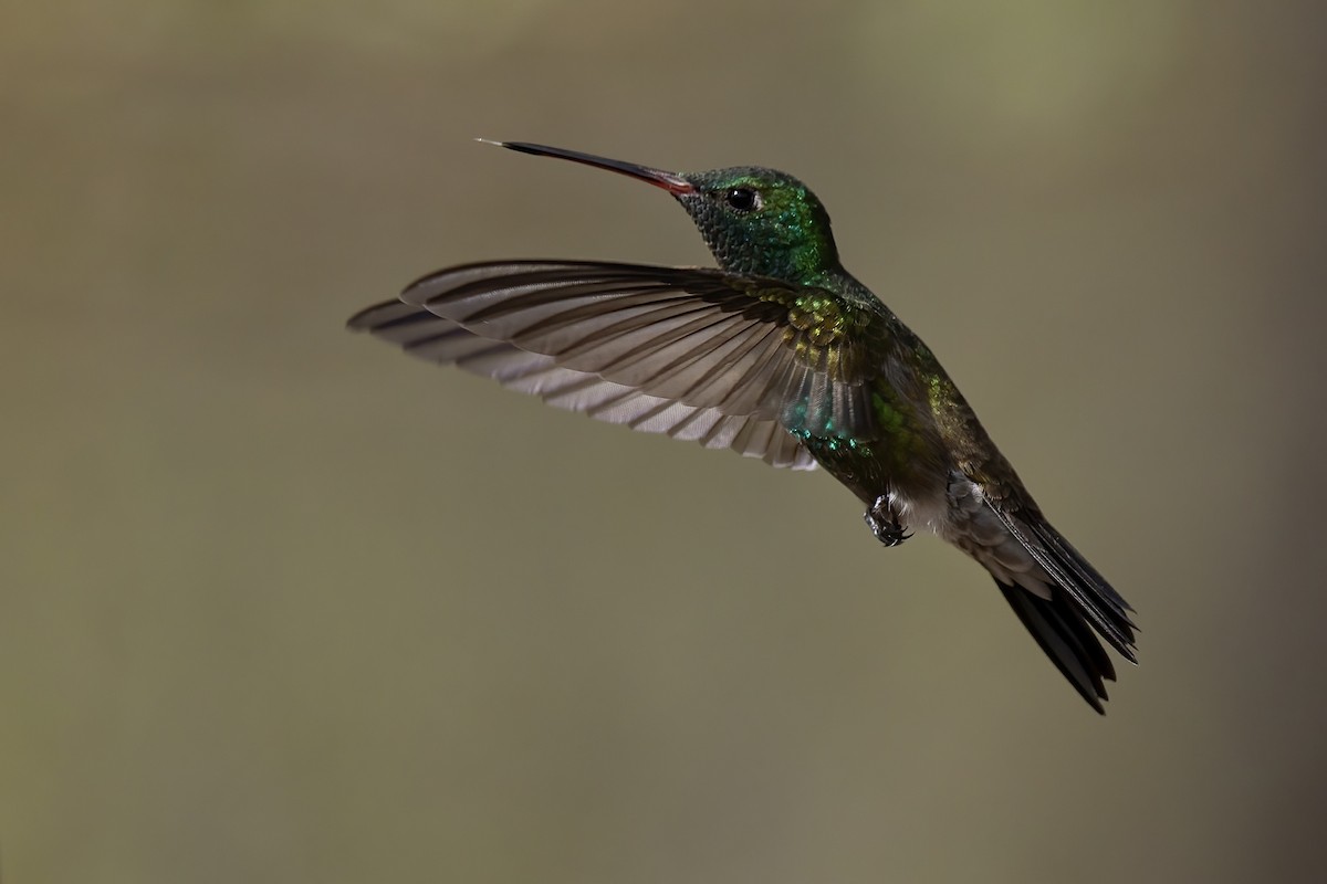 Geniş Gagalı Kolibri - ML649247382