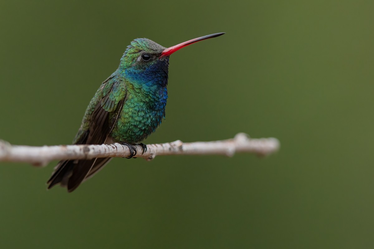 Geniş Gagalı Kolibri - ML649247383