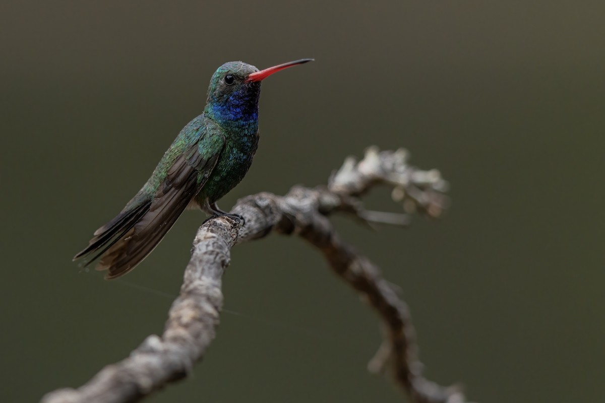 Geniş Gagalı Kolibri - ML649247384