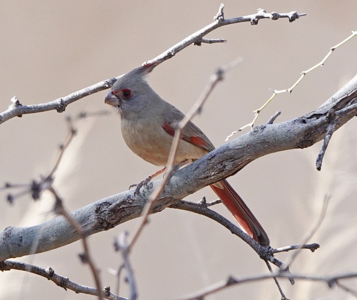 Schmalschnabelkardinal - ML649247390