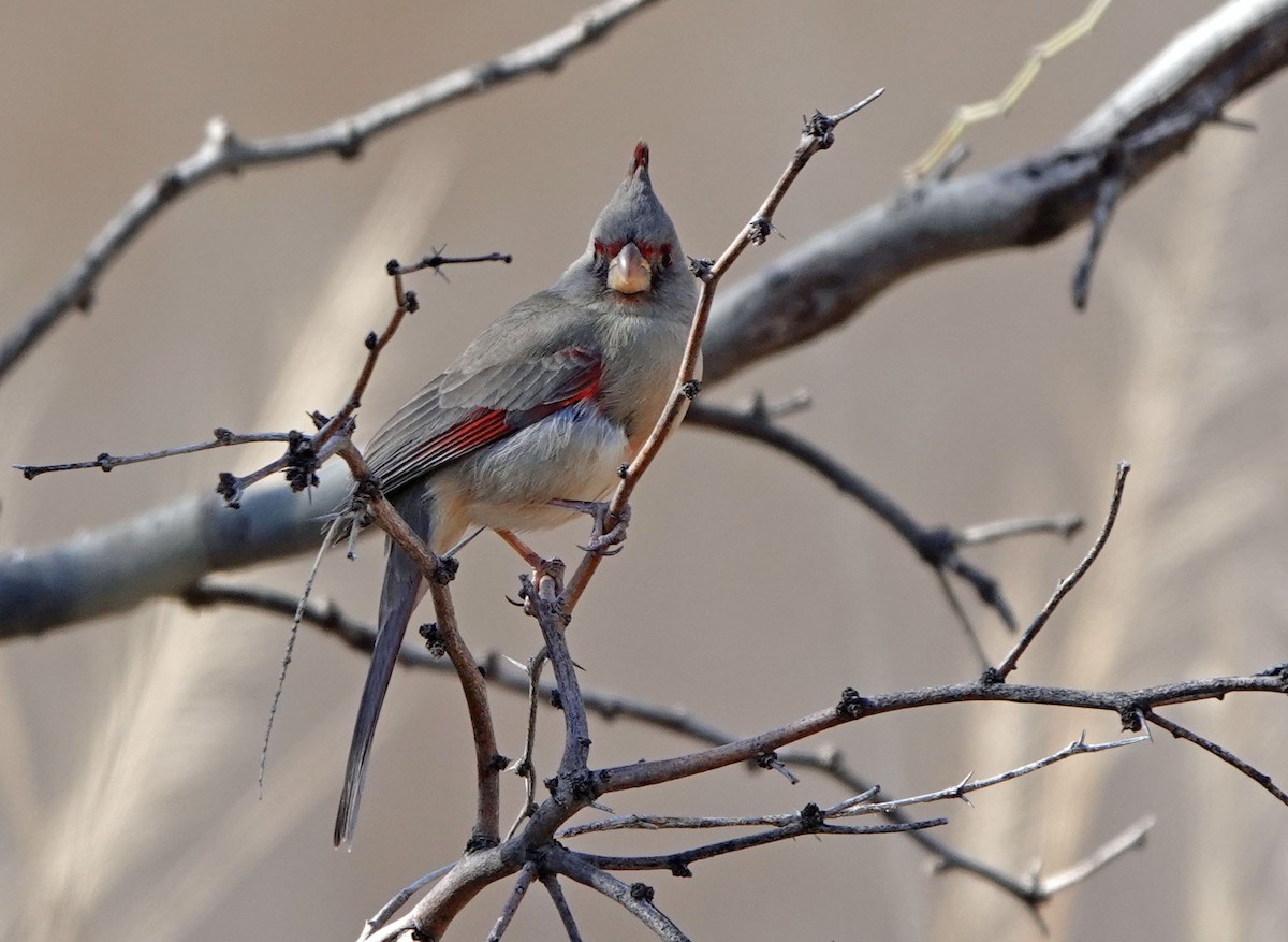 Schmalschnabelkardinal - ML649247391