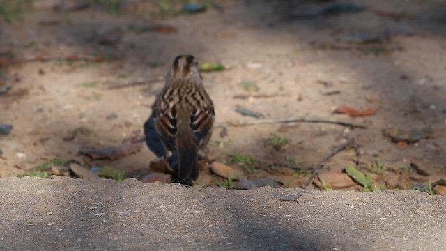 Golden-crowned Sparrow - ML649247395