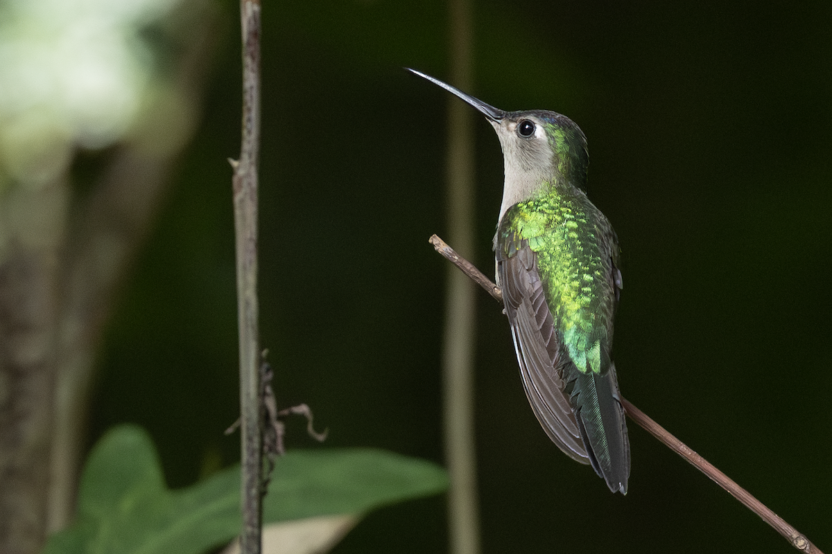 Wedge-tailed Sabrewing - ML649247409